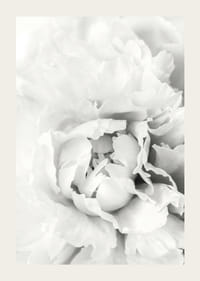 Nahaufnahme einer weißen Pfingstrose mit weichen Blütenblättern, fotografischer Stil-3