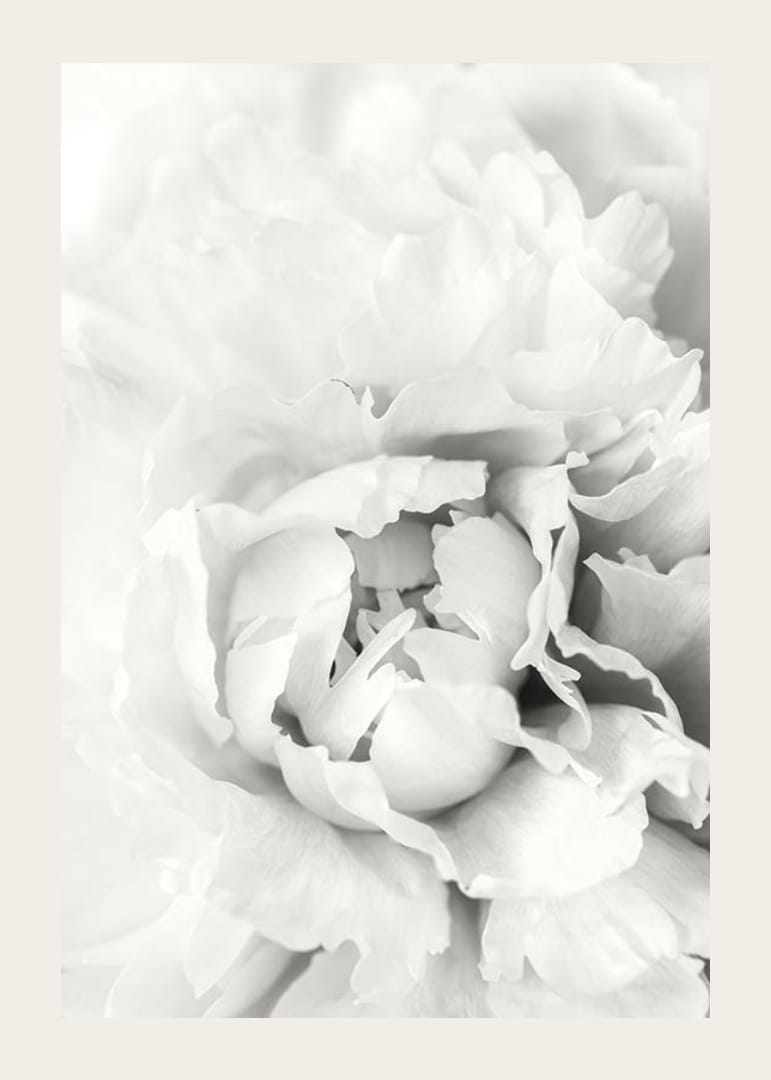 Nahaufnahme einer weißen Pfingstrose mit weichen Blütenblättern, fotografischer Stil-12