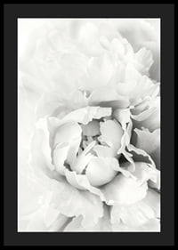 Close-up of white peony with soft flower petals, photographic style-4