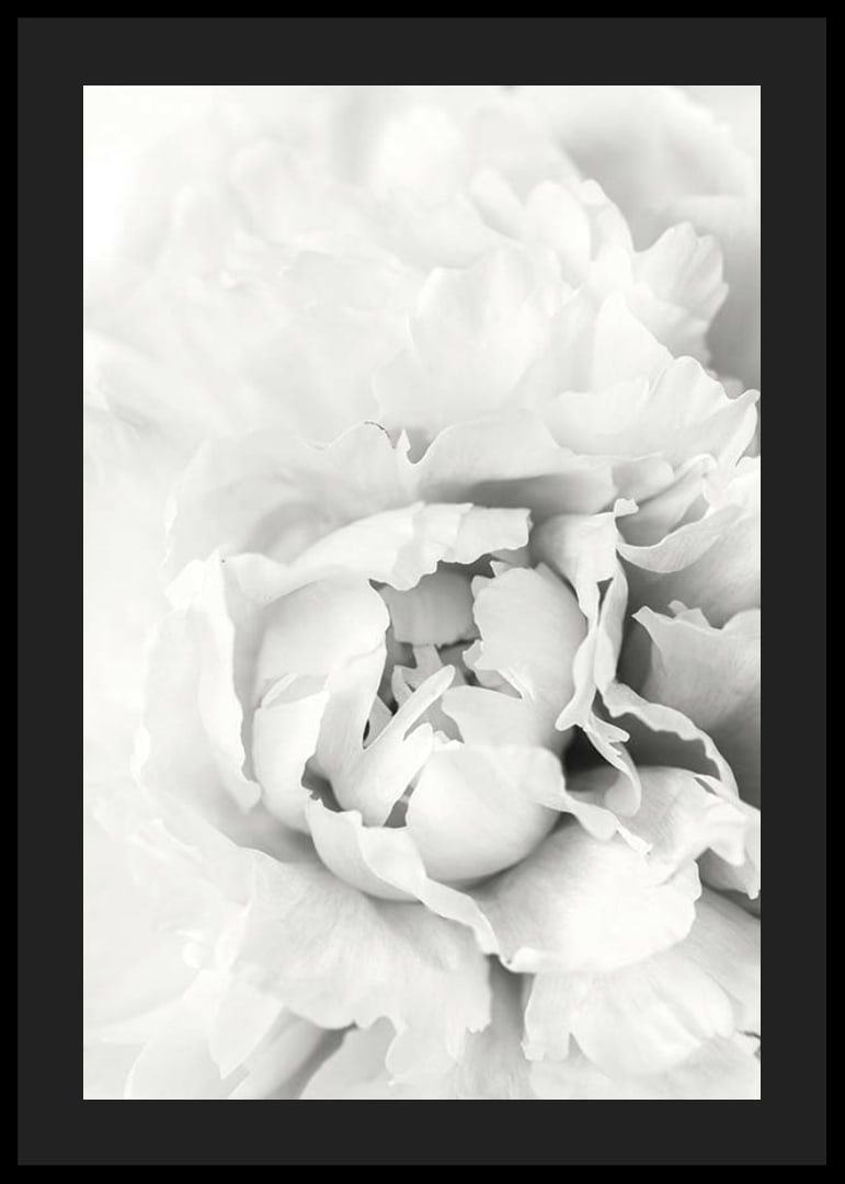 Close-up of white peony with soft flower petals, photographic style-12