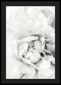 Nahaufnahme einer weißen Pfingstrose mit weichen Blütenblättern, fotografischer Stil-4