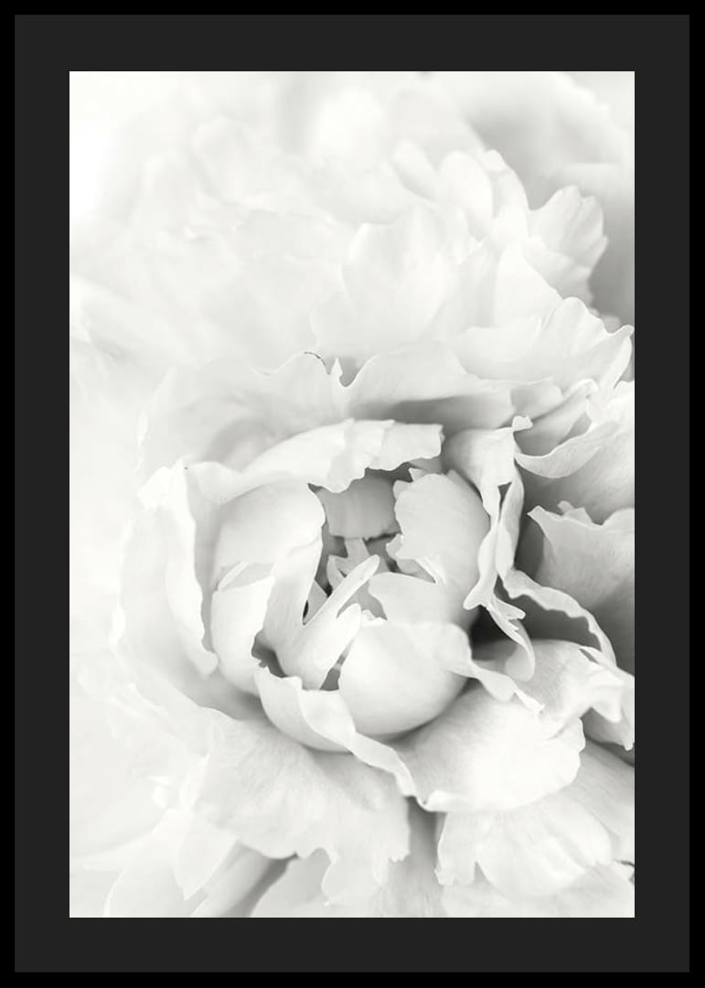 Nahaufnahme einer weißen Pfingstrose mit weichen Blütenblättern, fotografischer Stil-12