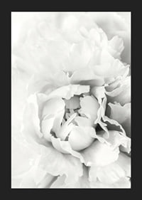 Close-up of white peony with soft flower petals, photographic style-5