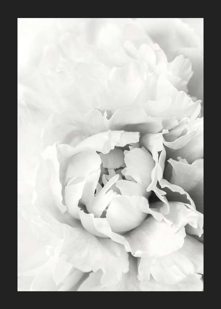 Close-up of white peony with soft flower petals, photographic style-12