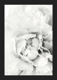 Nahaufnahme einer weißen Pfingstrose mit weichen Blütenblättern, fotografischer Stil-5