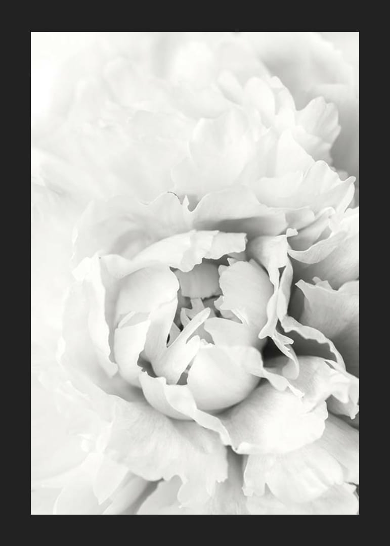 Nahaufnahme einer weißen Pfingstrose mit weichen Blütenblättern, fotografischer Stil-12