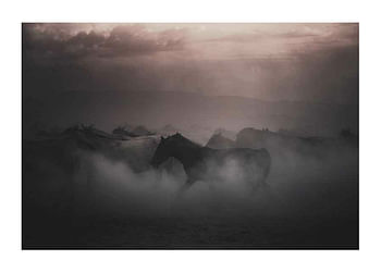Affiche Sunset Horses