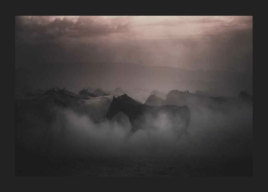 Photographie de chevaux se déplaçant dans le brouillard au coucher du soleil-12