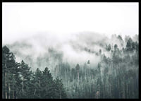 Fog-shrouded spruce forest with soft green tones and haze in the background-6
