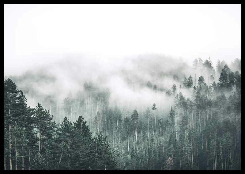 Fog-shrouded spruce forest with soft green tones and haze in the background-12