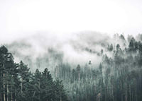 Fog-shrouded spruce forest with soft green tones and haze in the background-7