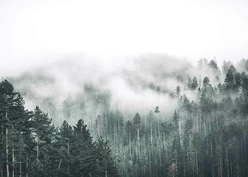 Fog-shrouded spruce forest with soft green tones and haze in the background-12