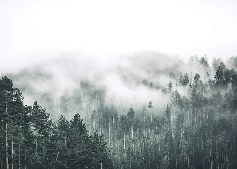 Forest Valley-12