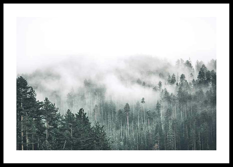 Fog-shrouded spruce forest with soft green tones and haze in the background-12