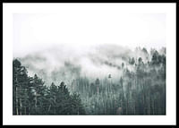 Forest Valley-0