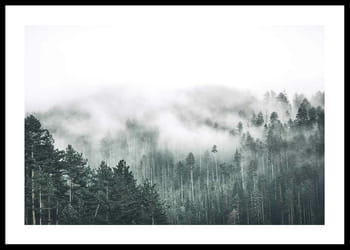 Poster Forest Valley