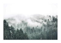 Fog-shrouded spruce forest with soft green tones and haze in the background-1