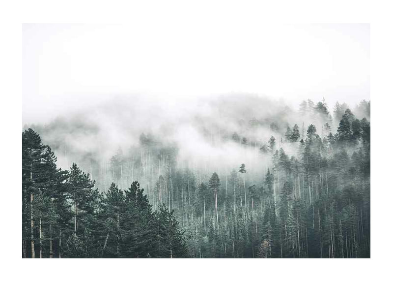 Forest Valley-12