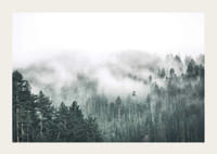 Nebelverhangener Fichtenwald mit sanften Grüntönen und Dunst im Hintergrund-3