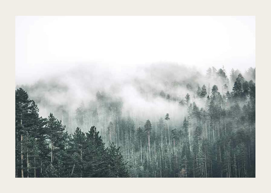 Nebelverhangener Fichtenwald mit sanften Grüntönen und Dunst im Hintergrund-12