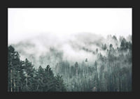 Fog-shrouded spruce forest with soft green tones and haze in the background-5