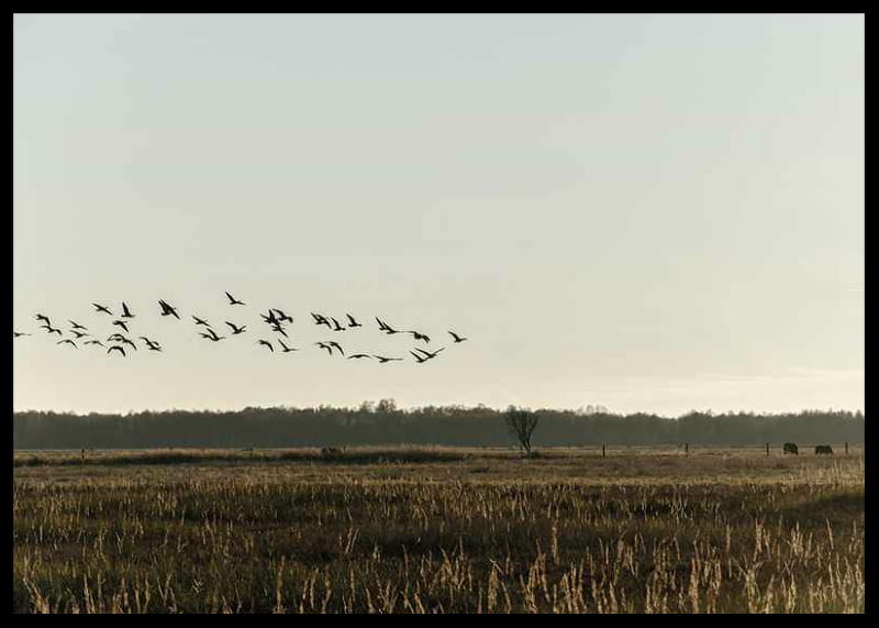 Birds Flyby-12