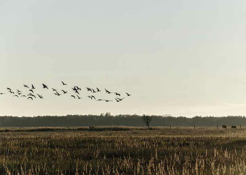 Birds Flyby-12