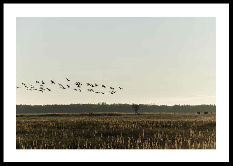 Birds Flyby-12
