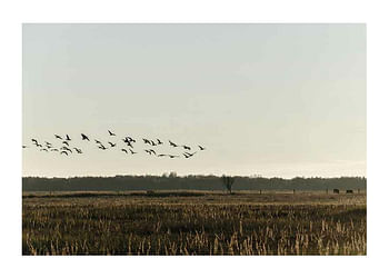 Juliste Birds Flyby
