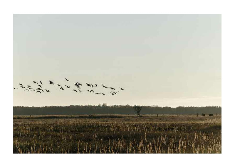 Birds Flyby-12