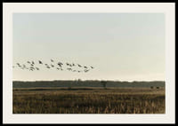 Madárraj repül a nyílt mező felett tompa őszi hangokon-2