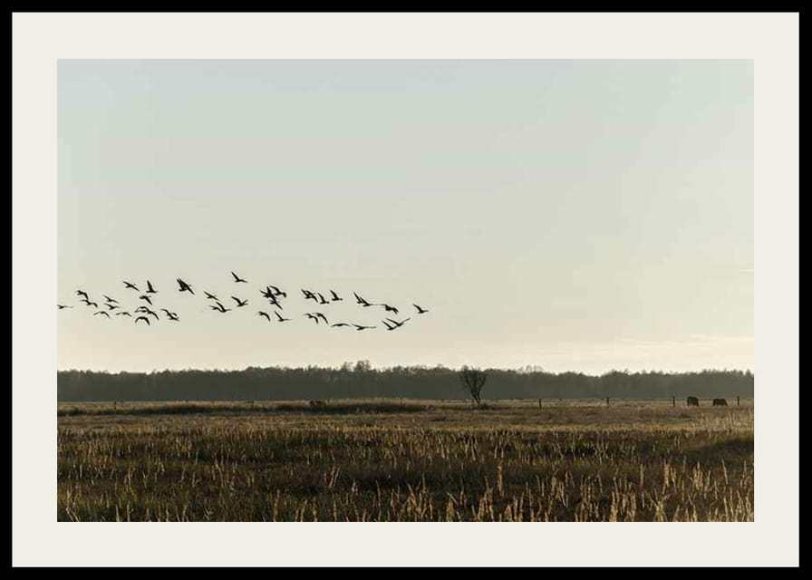 Madárraj repül a nyílt mező felett tompa őszi hangokon-12