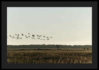 Fågelflock flyger över öppet fält i dova hösttoner-4