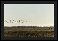 Madárraj repül a nyílt mező felett tompa őszi hangokon-4