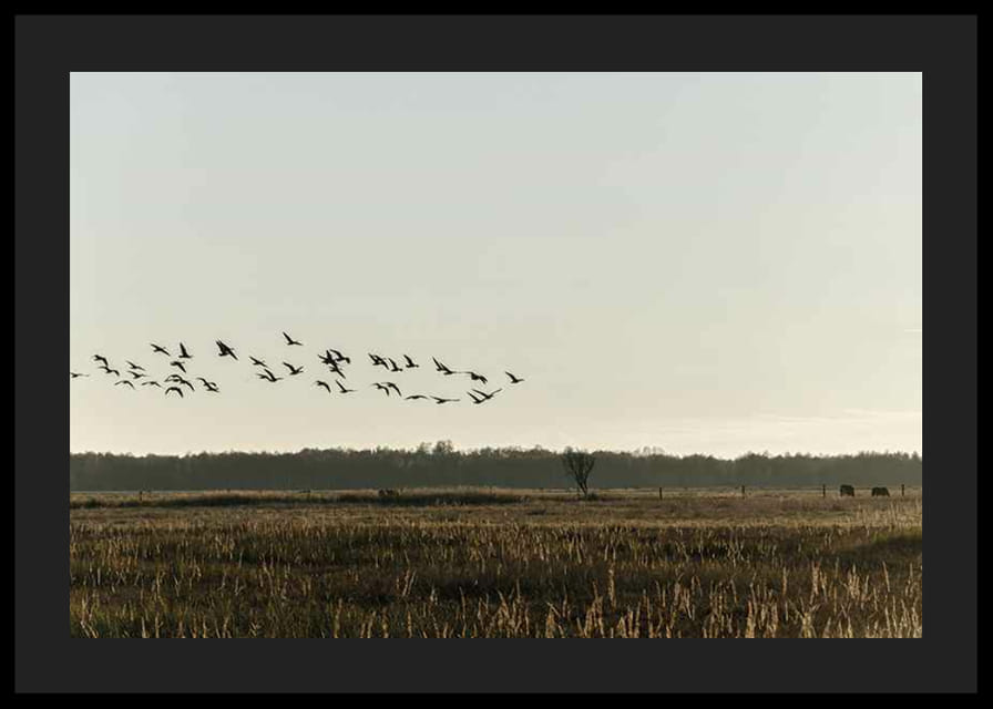 Madárraj repül a nyílt mező felett tompa őszi hangokon-12