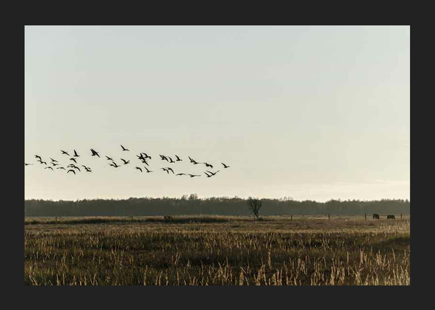 Madárraj repül a nyílt mező felett tompa őszi hangokon-12