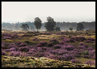 Photograph of open moorland landscape with purple heather and trees-6