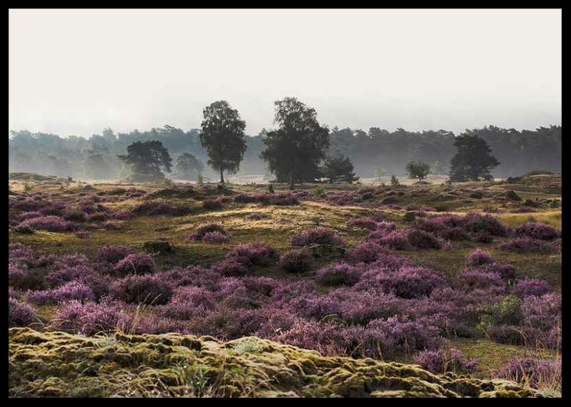 Photograph of open moorland landscape with purple heather and trees-12