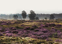 Photograph of open moorland landscape with purple heather and trees-7