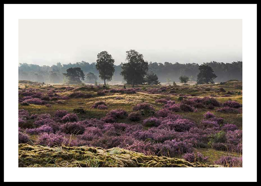 Photograph of open moorland landscape with purple heather and trees-12