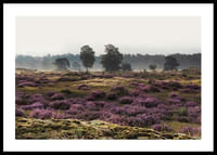 Veluwe Meadow-0
