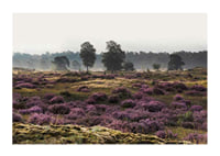 Photograph of open moorland landscape with purple heather and trees-1