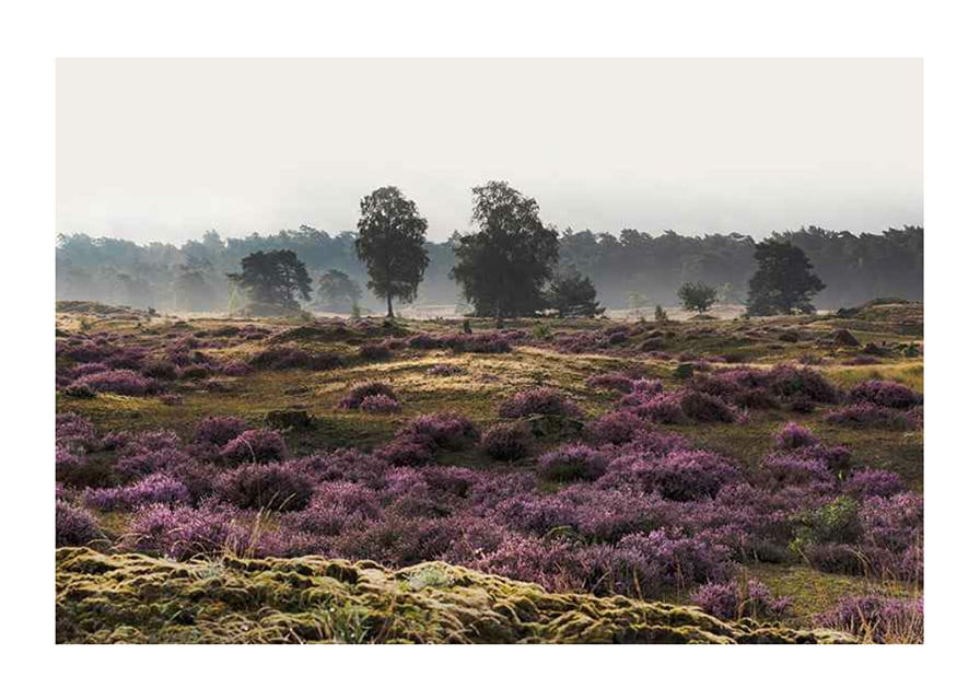Photograph of open moorland landscape with purple heather and trees-12