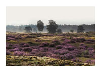 Veluwe Meadow-1