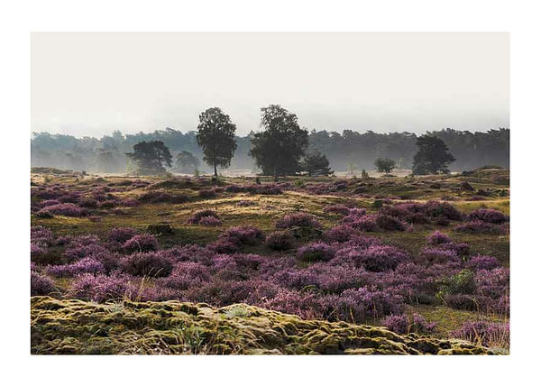 Plagát Veluwe Meadow