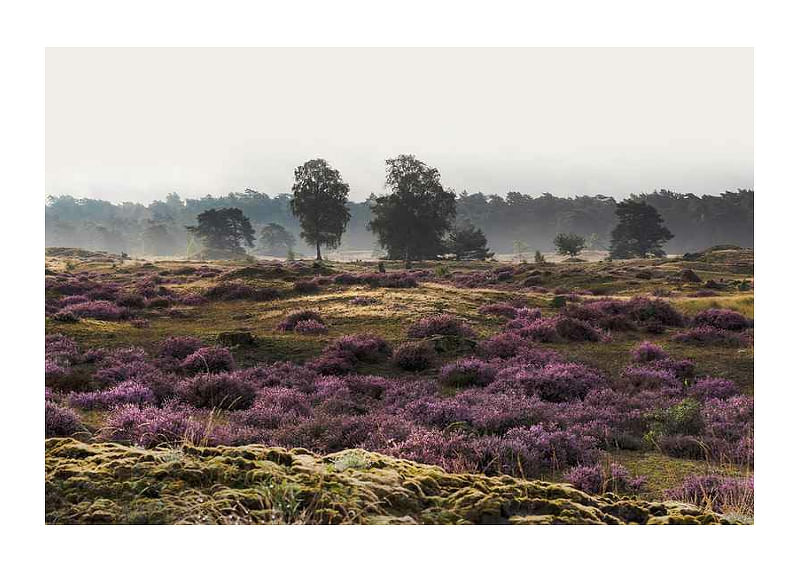 Veluwe Meadow-12