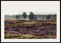 Photograph of open moorland landscape with purple heather and trees-2