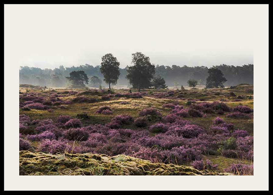 Photograph of open moorland landscape with purple heather and trees-12