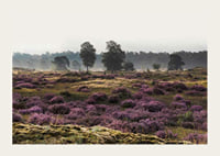 Photograph of open moorland landscape with purple heather and trees-3