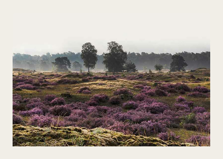 Photograph of open moorland landscape with purple heather and trees-12